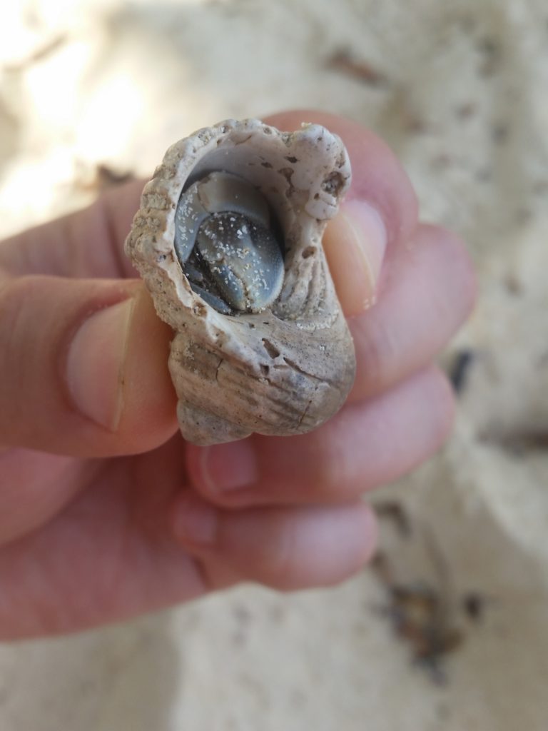 Einsiedler gut versteckt