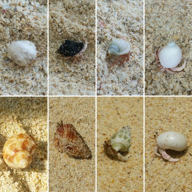 Verschiedene Formen Einsiedlerkrebse