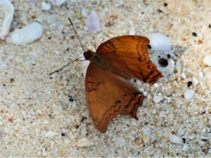 Schmetterling braun