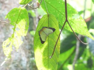 Schmetterling grün schwarz