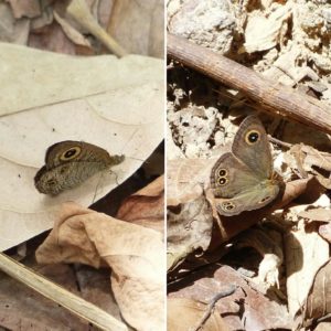 Schmetterling Augen