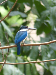 Halsbandliest , Todiramphus chloris, Koh Kradan