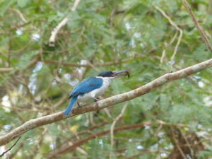 Halsbandliest, Todiramphus chloris, mit Beute, Koh Kradan