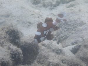 Harlequin Sweetlips