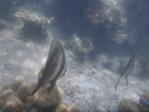 Langflossen- Fledermausfisch