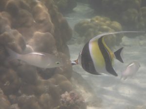 Halfterfisch