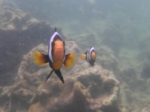 Clarks Anemonenfisch