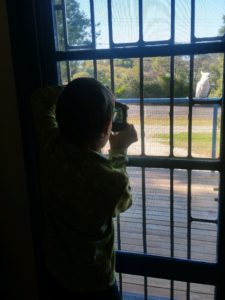 Gelbschopfkakadu auf der Terasse