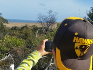 Kängurus am Horizont