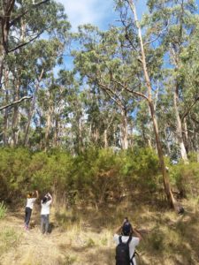 Koala auf dem Eukalyptusbaum