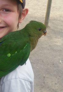 Sittich auf der Schulter