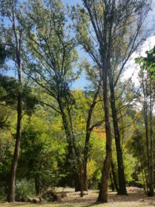 Herbstwald in Harrietville