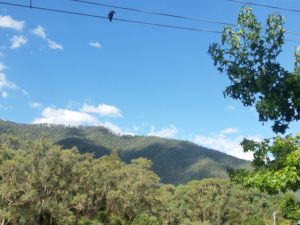 Landschaft mit Kookaburra