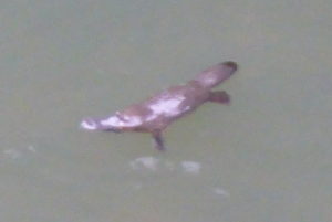 Platypus / Schnabeltier