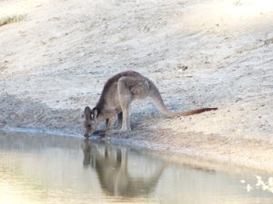 Trinkendes Käguru am Darlingriver