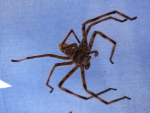 Huntsman-Spinne in Tilpa an der Hotelbar