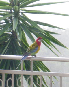 Schöner Sittich auf dem Balkon
