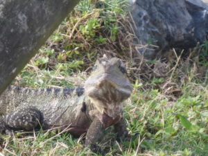 Leguan (Water Dragon)