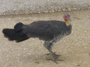 Brushturkey